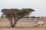 المها في المناطق الصحراوية من محافظة الوسطى