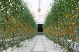 Serre de production de tomates hors sol de l'entreprise Agrico