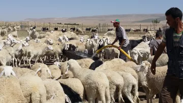 L'image montre un berger travaillant au milieu d'un troupeau de moutons, avec des chèvres en arrière-plan. Le berger utilise un tuyau pour distribuer de l'eau, ce qui attire l'attention des animaux. Le paysage est rural, avec une vaste étendue de terrain sec en arrière-plan. Les moutons sont principalement de couleur blanche et se regroupent autour de l'eau, tandis que le berger semble concentré sur sa tâche.