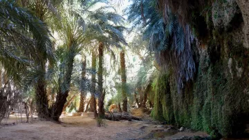 The image depicts a lush oasis scene, featuring tall palm trees with dense foliage that creates a canopy of green overhead. The ground is sandy, with patches of water visible, suggesting a small stream or pool reflecting the surrounding greenery. The walls of the oasis are rugged and appear to be covered in moss or other green vegetation, adding to the lushness of the environment. The lighting indicates a bright day, casting dappled shadows throughout the space. Overall, it conveys a serene and tranquil natural setting.