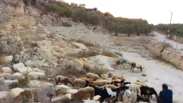L'image montre un paysage rural avec un groupe de chèvres et de moutons ruminant sur un terrain accidenté, probablement dans une ancienne zone de ruines. On aperçoit des pierres éparpillées et des restes de structures anciennes en arrière-plan, ainsi que des oliviers dans la distance. Un homme est assis, semblant surveiller les animaux. La lumière du coucher de soleil ajoute une atmosphère paisible à la scène.