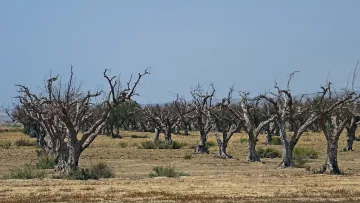 The image depicts a landscape filled with barren, leafless trees that have a gnarled appearance. The ground is dry and brown, suggesting a lack of moisture. The sky above is clear and blue, creating a stark contrast with the desolate scene below. The trees are spaced apart, emphasizing the emptiness of the area, and some have twisted branches that add to the overall feeling of decay or desolation.